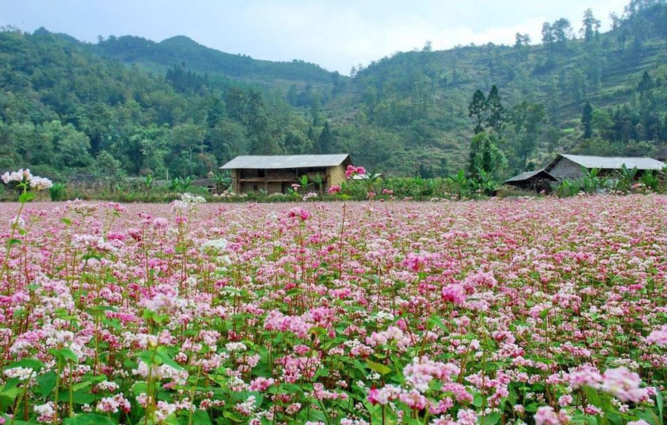 Lễ hội hoa Tam giác mạch Hà Giang lần thứ VI với chủ đề "Sắc hoa cao nguyên  đá" sẽ diễn ra từ ngày 27-29/11/2020 - Tổng cục Du lịch